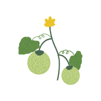 Melon | Vine Fruits Names