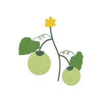 Melon | Vine Fruits Names