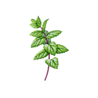 Mint | Climbing Plants Names