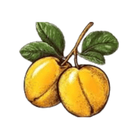 Mirabelle | Stone Fruits Names