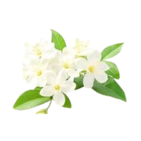 Mockorange | Deciduous Plants Names