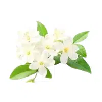 Mockorange | Deciduous Plants Names