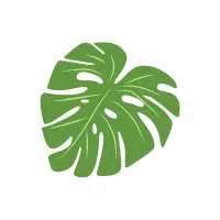 Monstera | Ornamental Plants Names