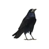Moonowl | Nocturnal Birds Names
