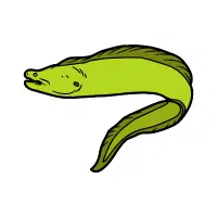 Moray | Salty Water Animals Names