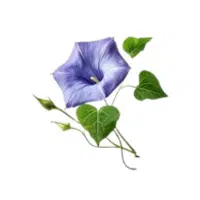 Morning Glory | Annual Flowers Names