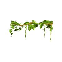 Moss | Climbing Plants Names
