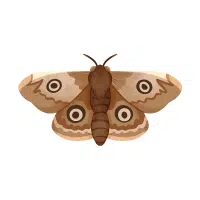 Moth | Nocturnal Insects Names