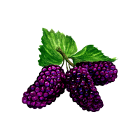 Mulberry | Berry Fruits Names
