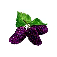 Mulberry | Berry Fruits Names