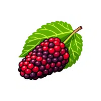 Mulberry | Wild Fruits Names