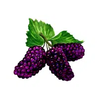 Mulberry | Soft Fruits Names