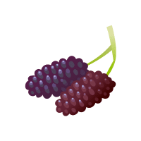 Mulberry | Vine Fruits Names