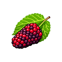 Mulberry | Deciduous Plants Names
