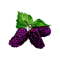 Mulberry | Subtropical Fruits Names