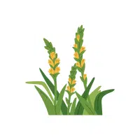Mullein | Biennial Flowers Names