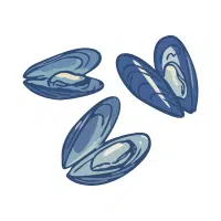 Mussel | Salty Water Animals Names