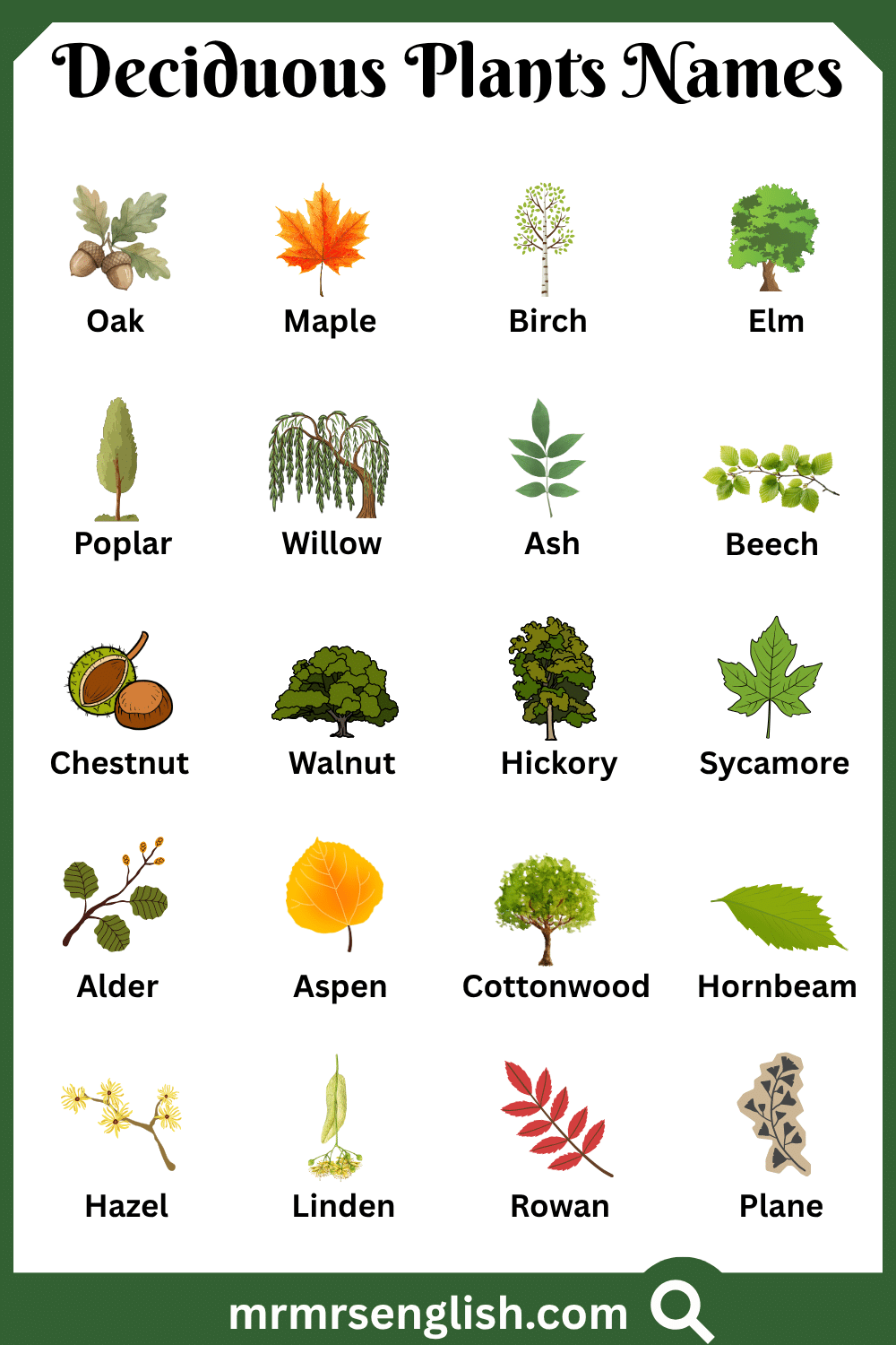 Names of Deciduous Plants with Pictures
