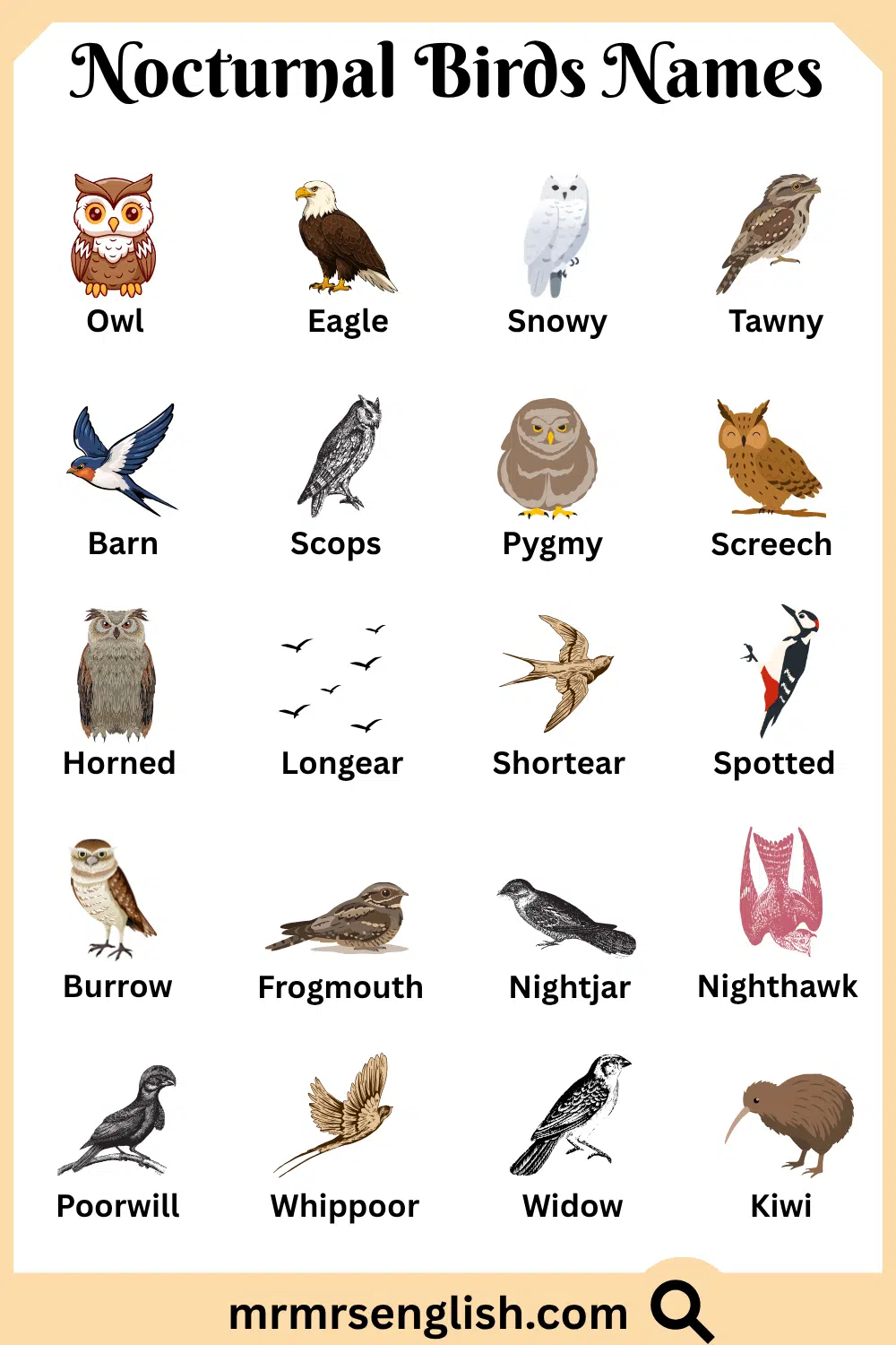 Names of Nocturnal Birds with Pictures