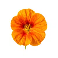 Nasturtium | Annual Flowers Names