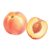 Nectarine | Subtropical Fruits Names