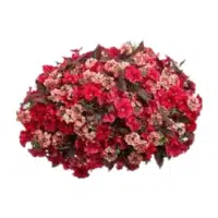 Nemesia | Annual Flowers Names