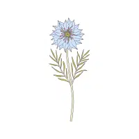 Nigella | Biennial Flowers Names