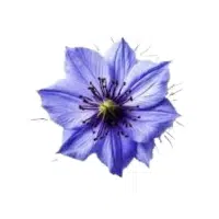 Nigella | Annual Flowers Names
