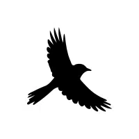 Nightbird | Nocturnal Birds Names