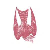 Nighthawk | Nocturnal Birds Names