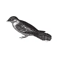 Nightjar | Nocturnal Birds Names