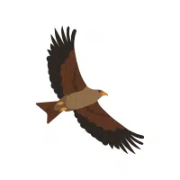 Nightkite | Nocturnal Birds Names