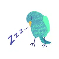Nightwing | Nocturnal Birds Names