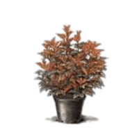 Ninebark | Deciduous Plants Names