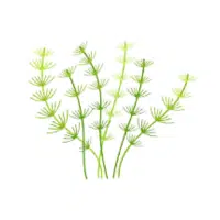 Nitella | Aquatic Plants Names