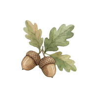 Oak | Deciduous Plants Names
