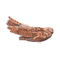Oilbird | Nocturnal Birds Names