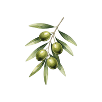 Olive | Climbing Plants Names