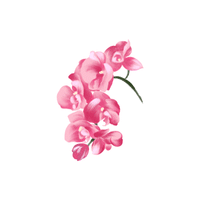 Orchid | Climbing Plants Names