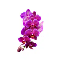 Orchid | Ornamental Plants Names