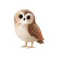 Owlet | Nocturnal Birds Names