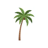 Palm | Ornamental Plants Names