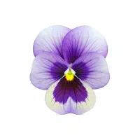 Pansy | Biennial Flowers Names