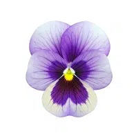 Pansy | Annual Flowers Names