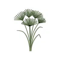 Papyrus | Aquatic Plants Names