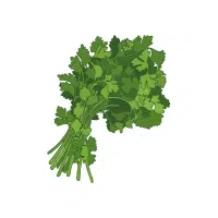 Parsley | Biennial Flowers Names