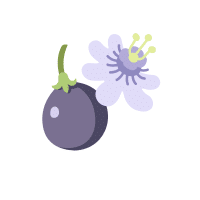 Passionfruit | Vine Fruits Names