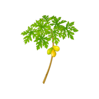 Pawpaw | Deciduous Plants Names