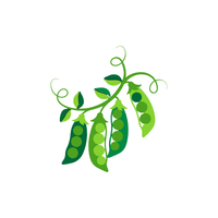 Pea | Climbing Plants Names
