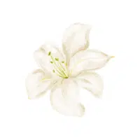 Peace Lily | Ornamental Plants Names